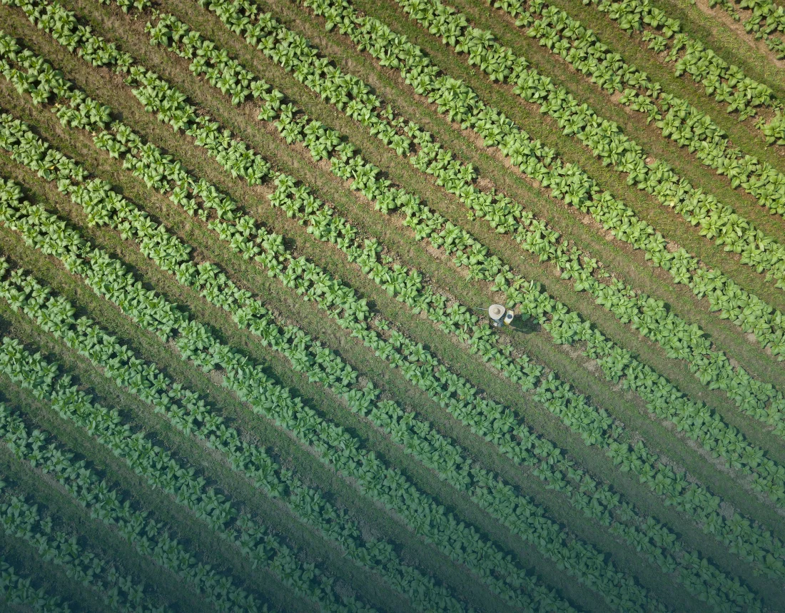 Visione aerea di un campo di tabacco
