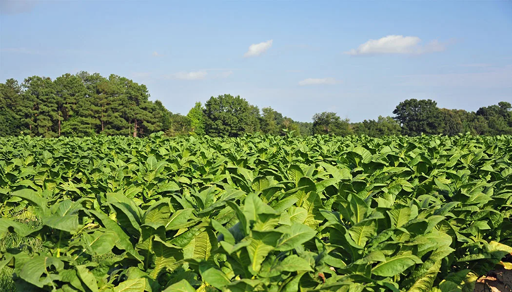 home-manifattura manifattura mediterranea tabacco
